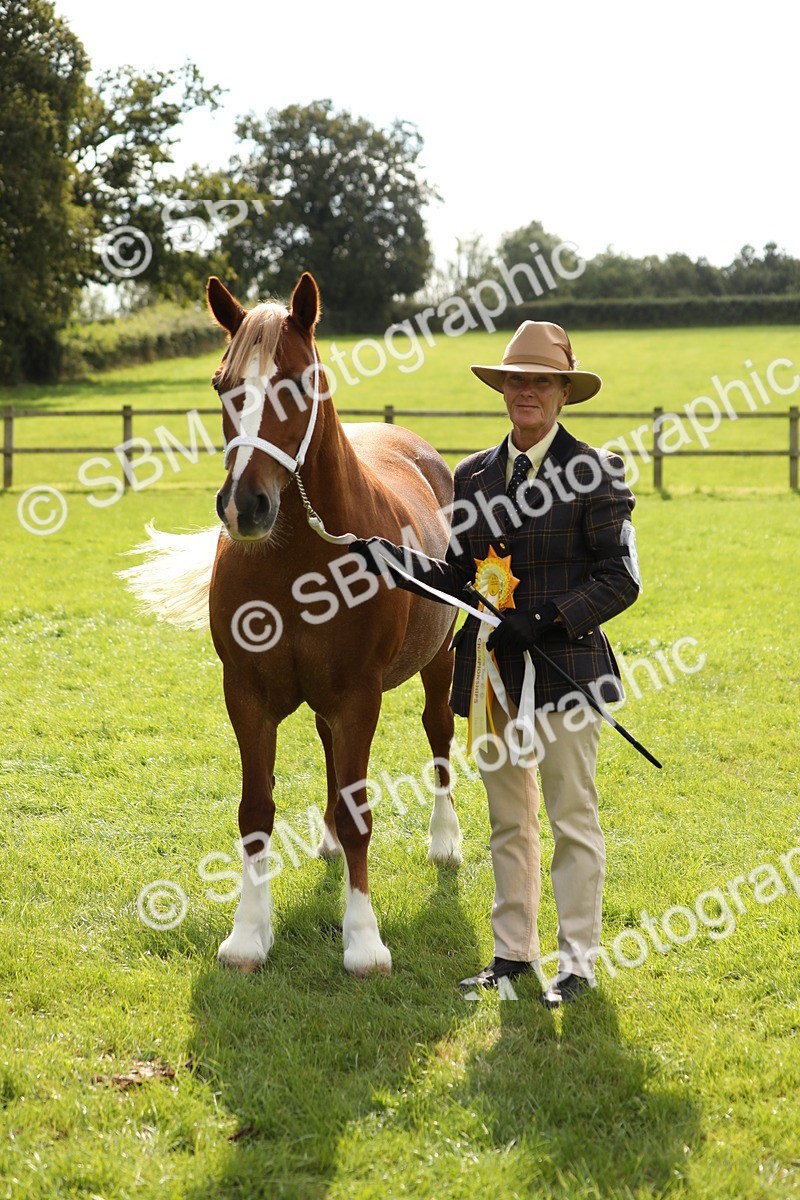 SBM_65538 - S47 - Mountain & Moorland In Hand Large Breeds