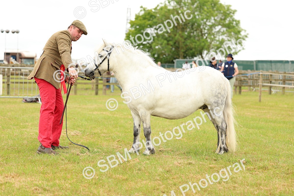 SBM_04390 - Class 64-67 - Shetland Pony In Hand