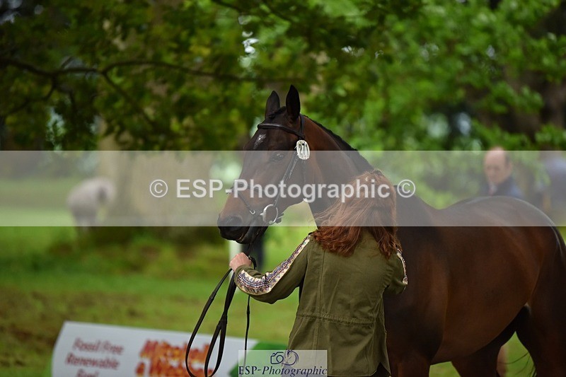 240522-170008-01314 - 271-WILD_ATLANTIC_WAY-Susie_Berry