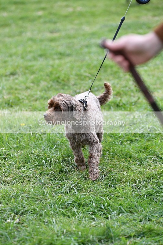 WJ5_9318 - Class 1 Best Cross Breed / Heniz 57