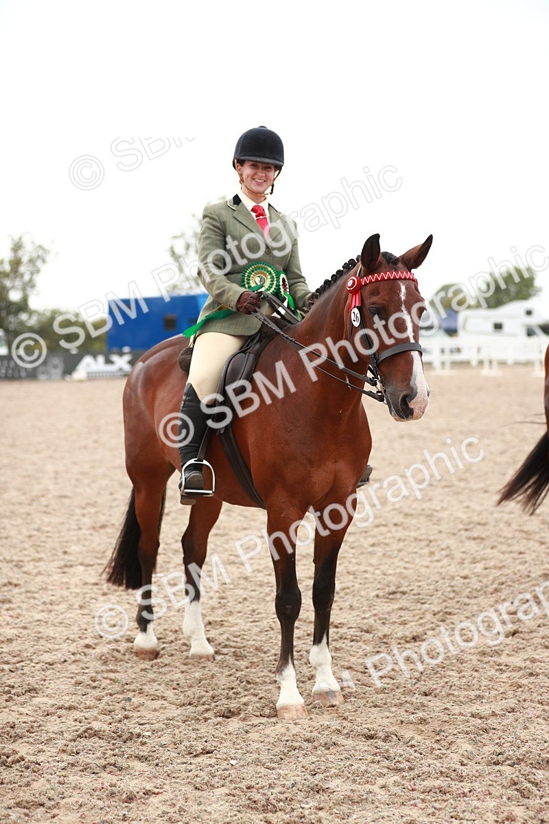 SBM_17637 - Class 215 Ridden Hack/ Riding Horse