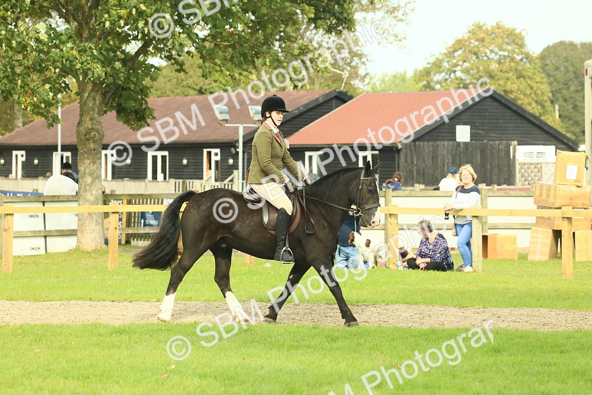SBM_68178 - S58 - Mini Show Cob Ridden