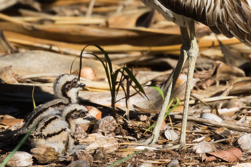 Bush-Stone Curlew