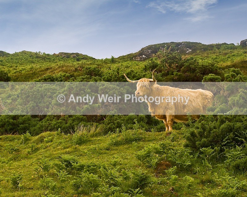 20090622-204 - Mammals