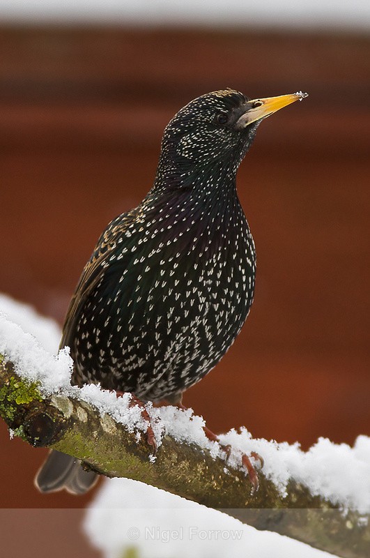 Starling - Starling