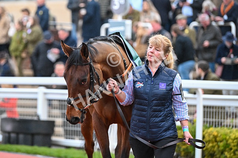 161124-Race 7-Paddock-Everest-1519 - Race 7