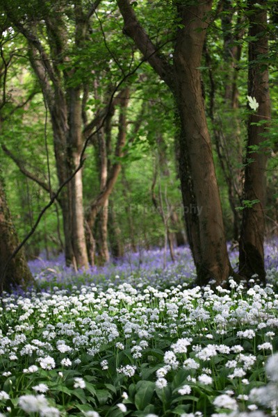 - Woodland scenes & flowers