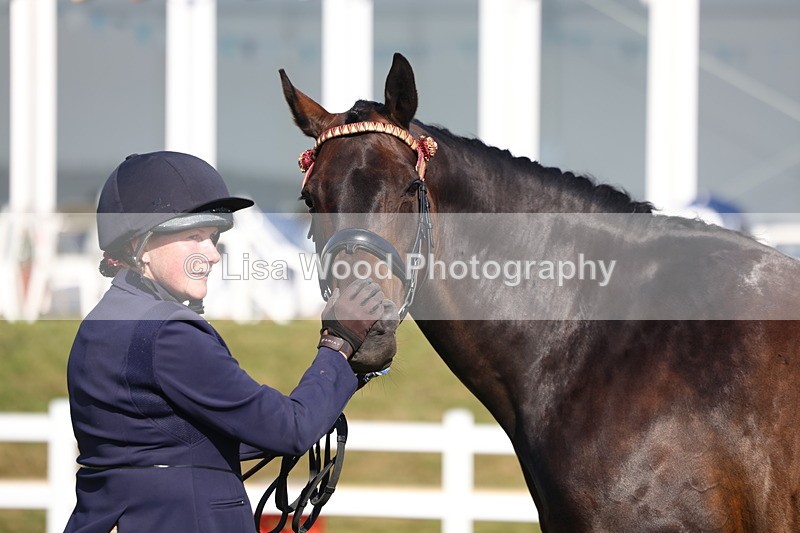 3E7A5656 - Class 2: Rising Star Large Hack/Riding Horse