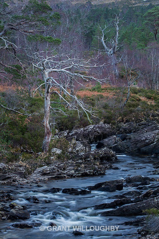 Torridon - Woods Trees Gorges and Waterfalls