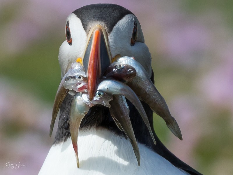 Puffen with Fish 10 - Puffins