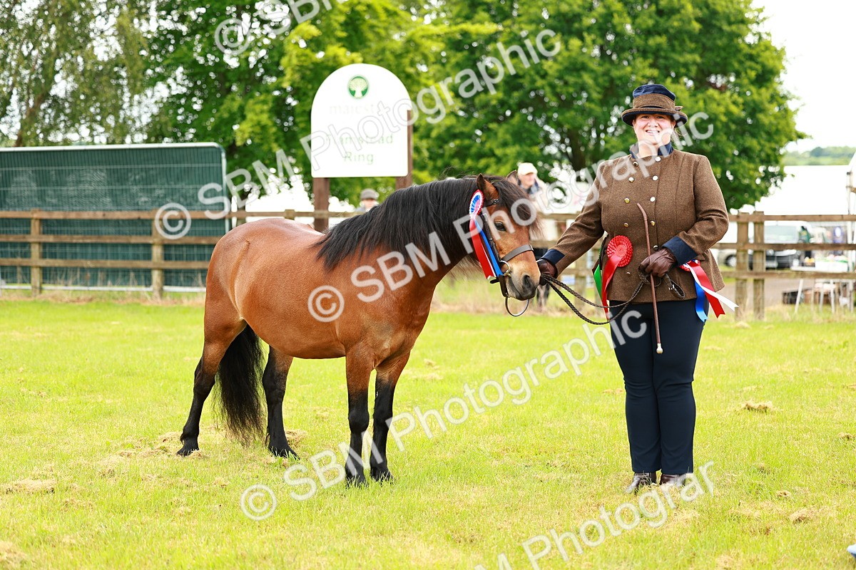 SBM_00310 - Class 58-67 - M&M Non Welsh Pony In hand