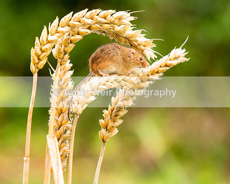 20140802-3K8A4466 - Harvest Mouse