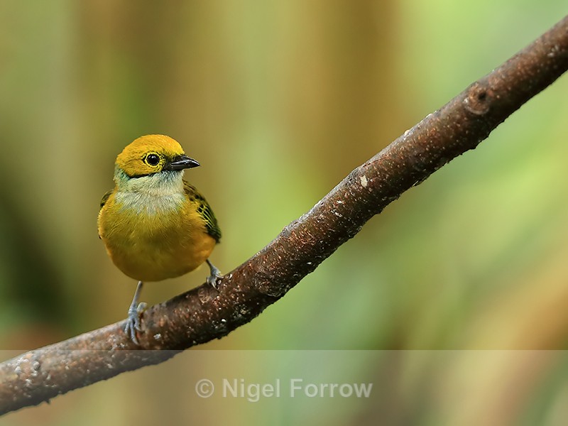 Silver-throated Tanager front view, Buena Vista, Costa Rica - Silver-throated Tanager