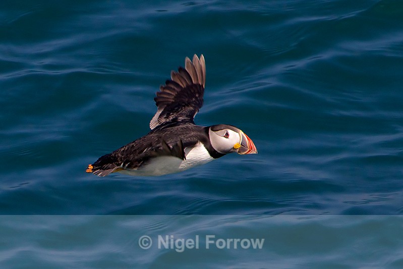 Low-flying Puffin over the water - Puffin