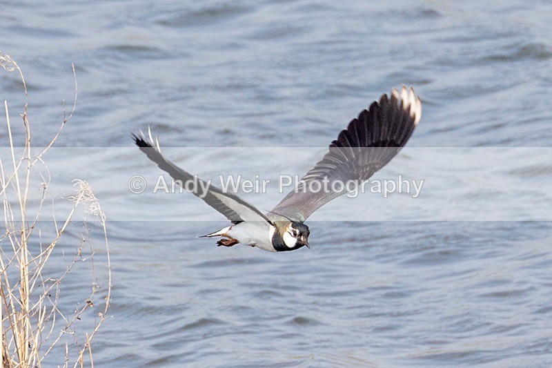 190415-untitled-8E0A7893 - Lapwing