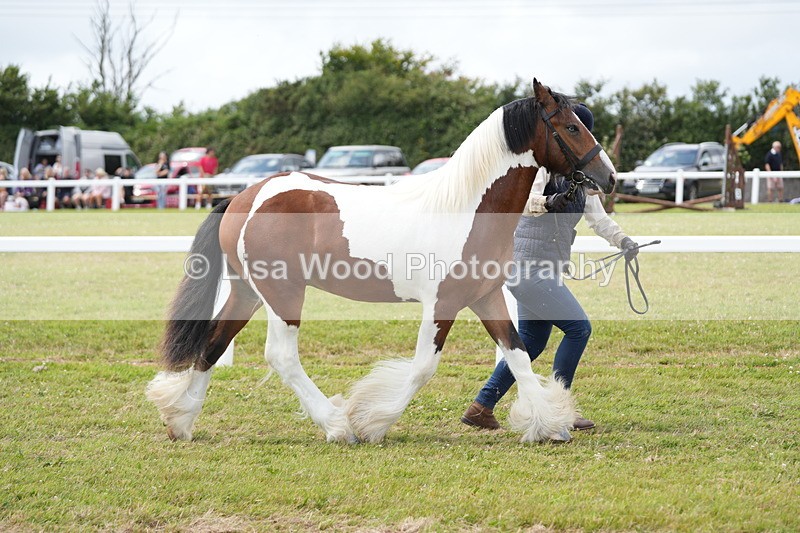DSC06691 - Class 58: Coloured Pony Youngstock
