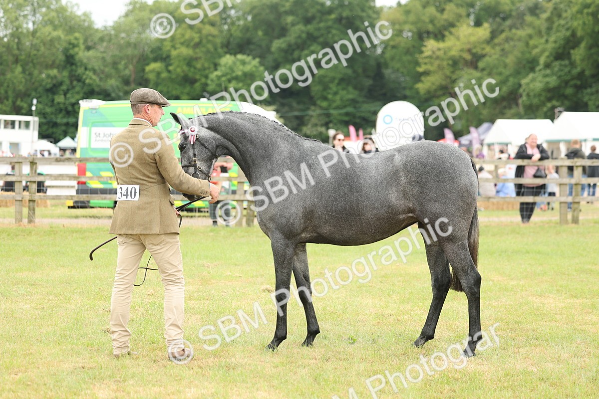 SBM_05480 - Class 68-73 - Riding Pony Breeding