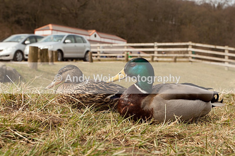 20130413-_MG_3232 - Mallard