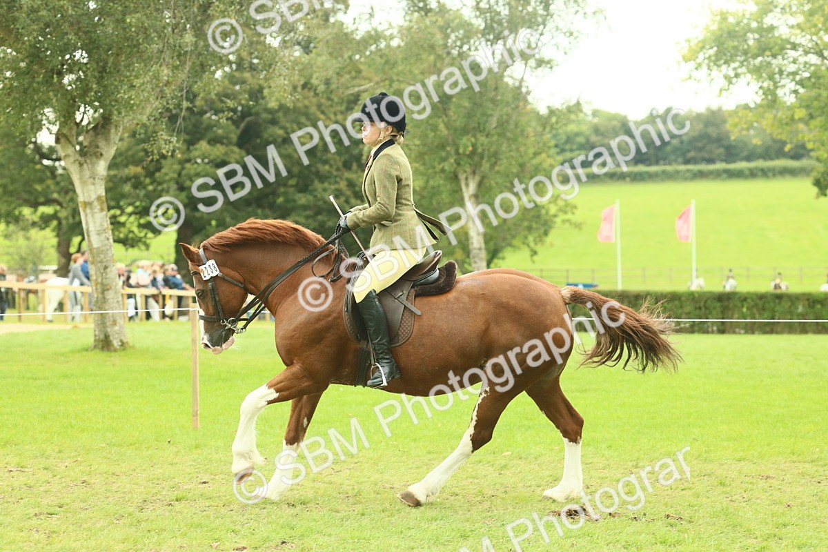 SBM_72120 - S60 - Mountain & Moorland Ridden Large Breeds