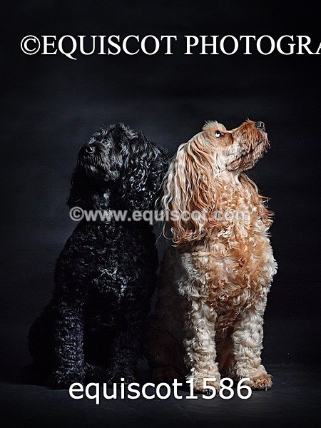 equiscot1586 - POPPY & EDDI