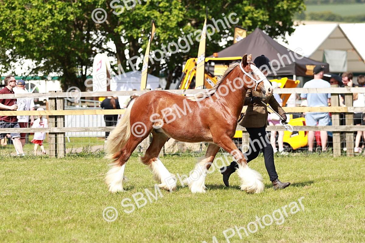 SBM_08555 - Class 63-65 - Traditional Gypsy Cobs In Hand & Ridden