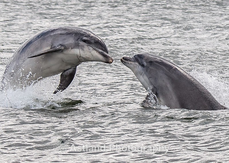 Astland Photography, Bird and Wildlife Images, Susan and Peter Wilson, U.K.