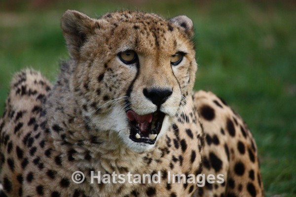 Cheetah - nature