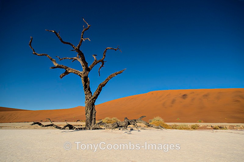 Deadvlei - Deadvlei and Sossusvlei