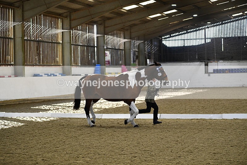 WJ5_3843 - Class 5 In Hand Veterans