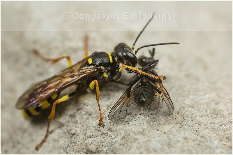 Mellinus arvensis (f)