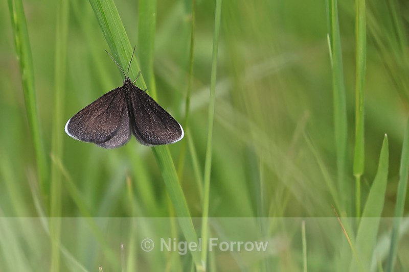 Chimney Sweeper on grass leaf, Yorkshire Wolds Way, near Huggate - INSECTS