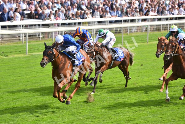 yr18082021r3-75 - Race 3 3.00pm Sky Bet Great Voltigeur Stakes