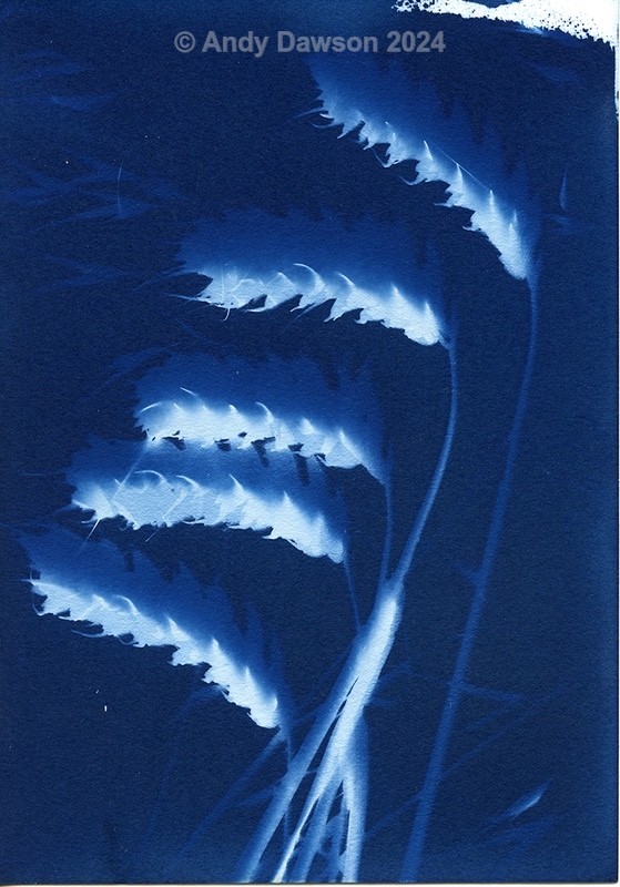 Wheat - Cyanotype