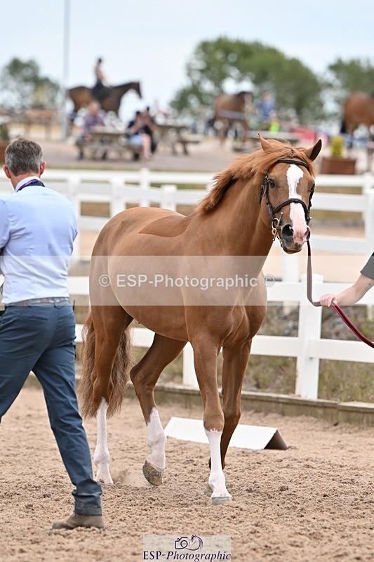 250716-155856-02311 - Trot Up 3.30 to 4.30