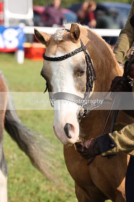 JPP_0440 - Class 14: Cornish Combination Leading Rein