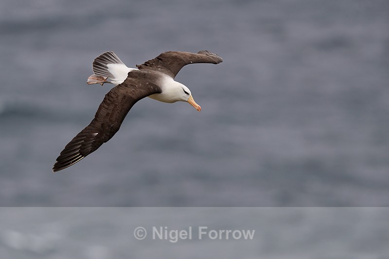 Black-browed Albatross glides down, West Point Island, Falklands - Black-browed Albatross