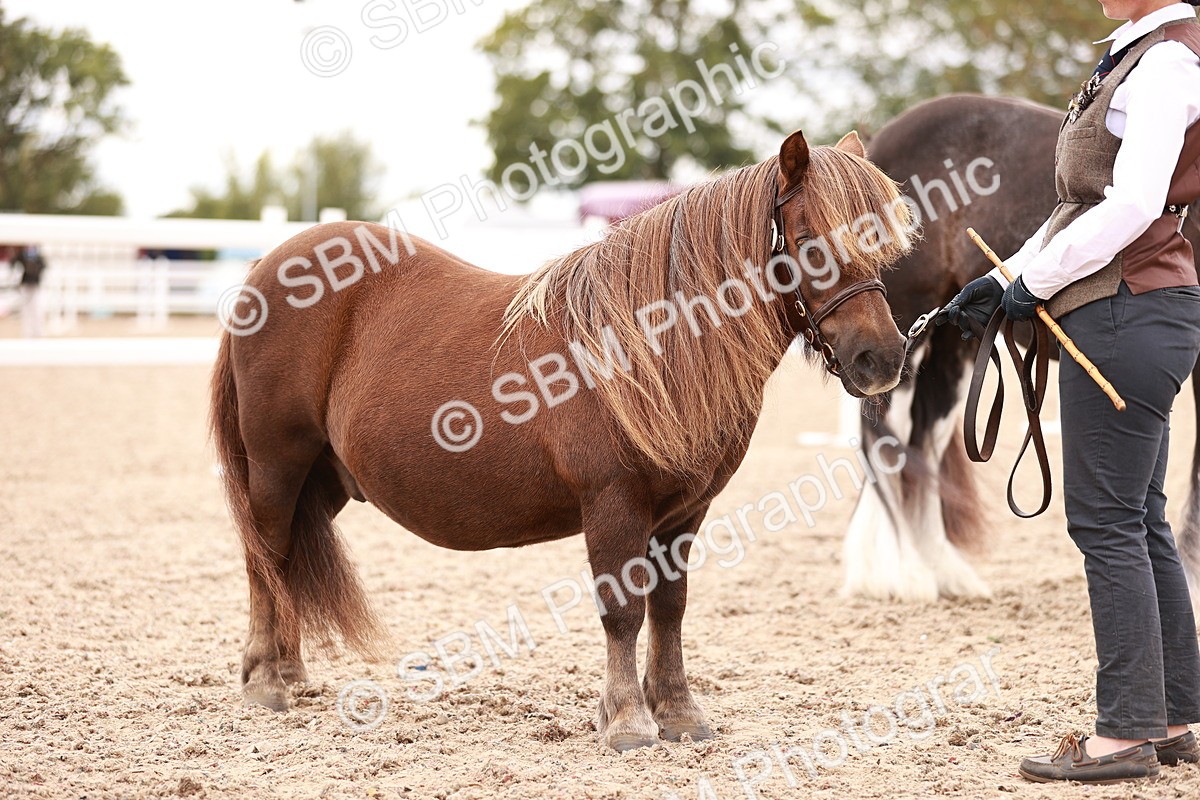 SBM_16862 - Class414 - Best maine & Tail - Adult