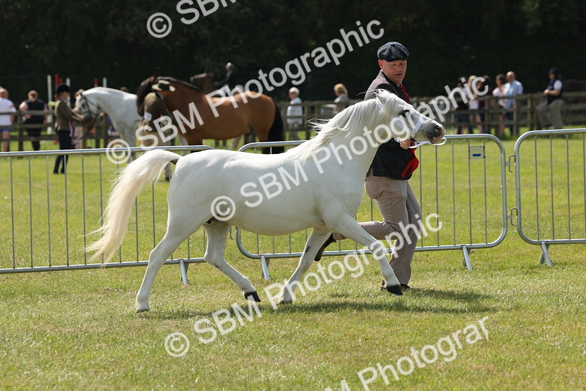 SBM_02396 - Class 6-13 - Mountatin and Moorland In Hand Welsh Breeds