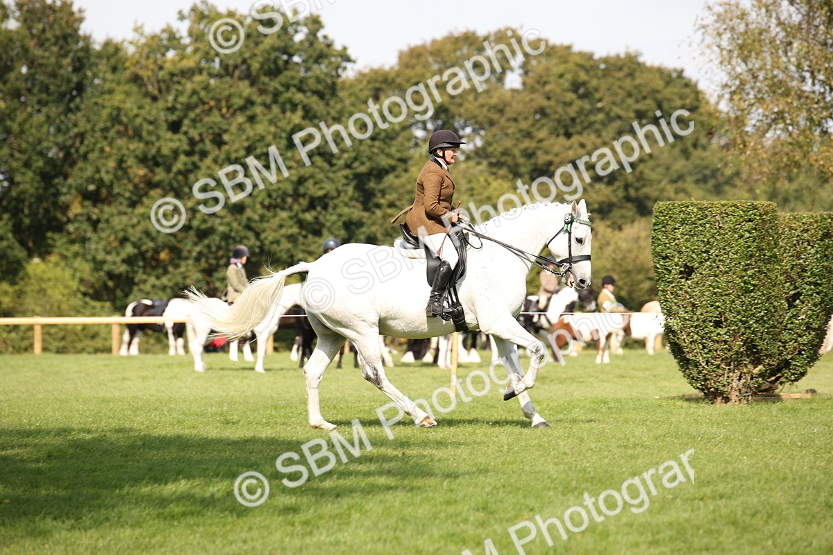 SBM_65967 - S64 - Riding Horse & Hack & Thoroughbred Ridden