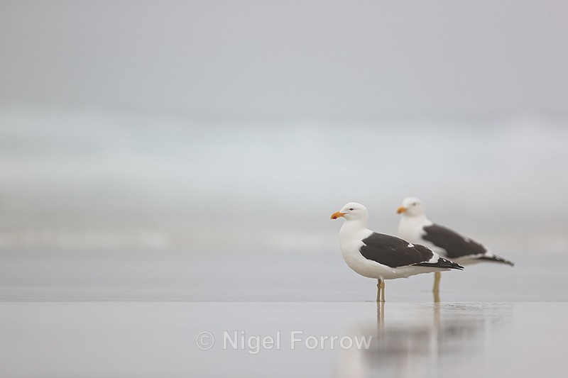 Kelp Gull pair, Saunders Island, Falklands - Kelp Gull