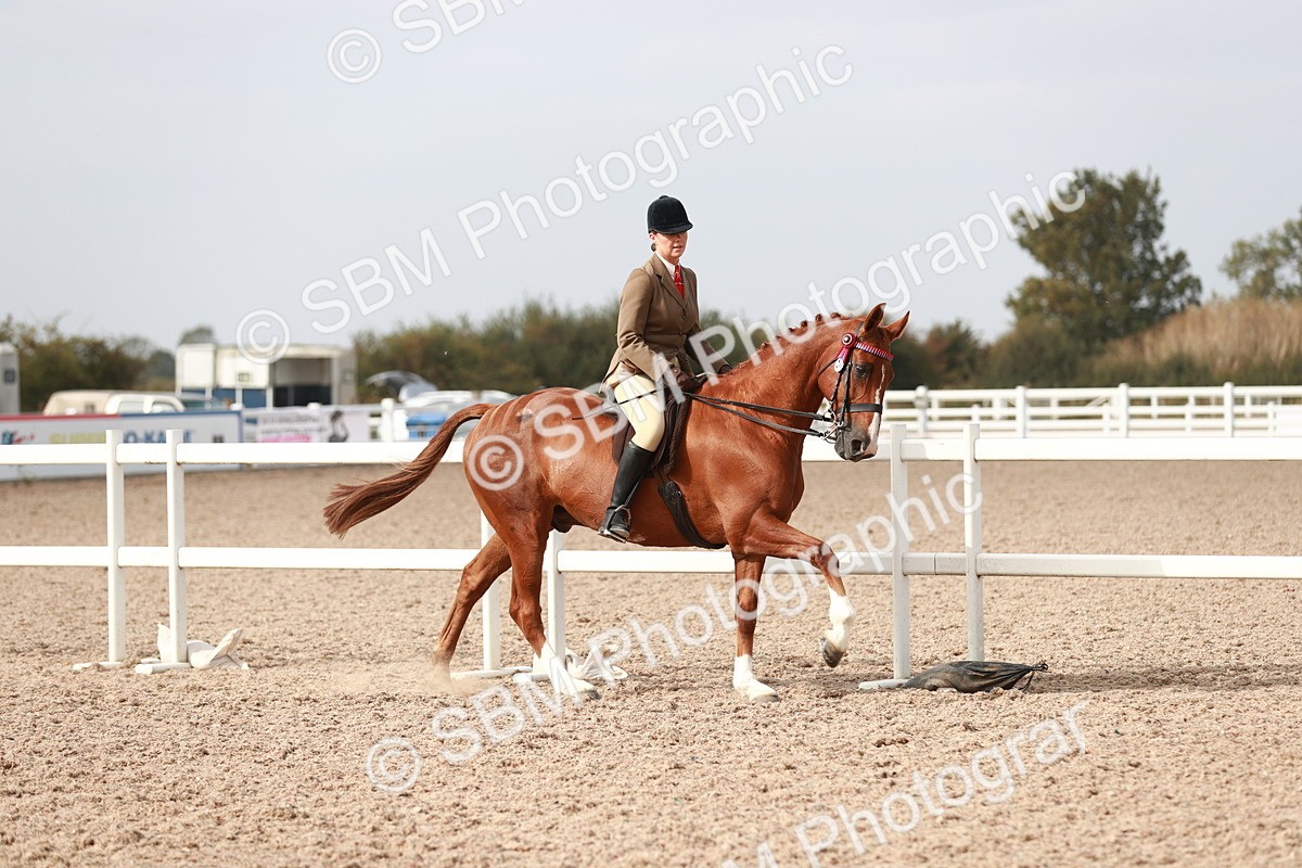 SBM_17508 - Class 215 Ridden Hack/ Riding Horse