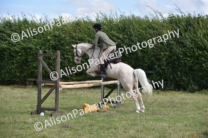 20250831-4076 - Class 13 - Working Hunter Horse or Pony