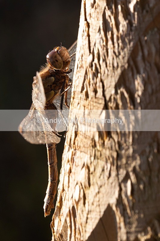 20111106-_MG_7403-2 - Dragonflies & Damselflies