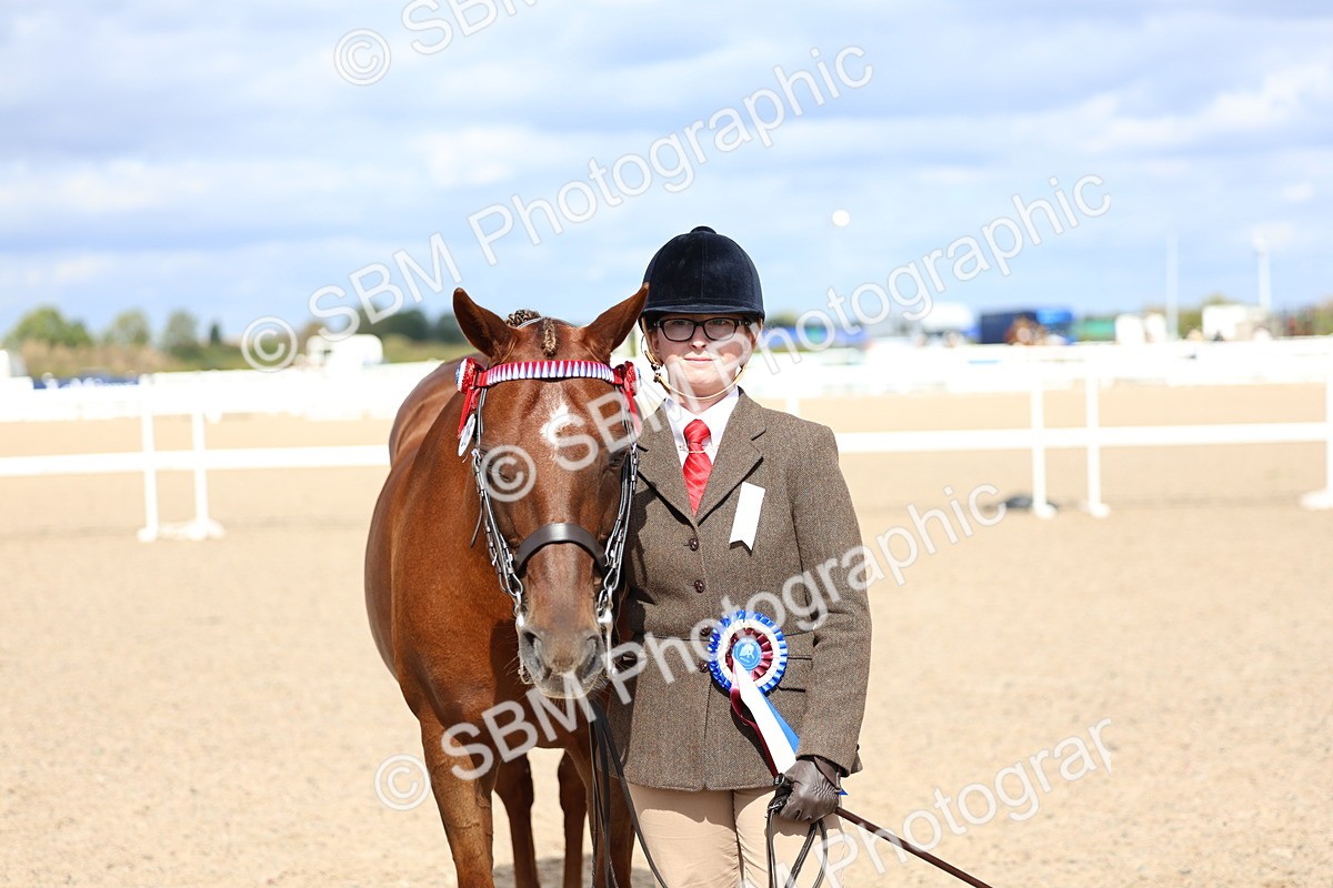 SBM_15439 - Class 312 - IH Competition Horse-Pony