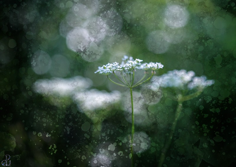 Creative flower photography by Diana Uzun