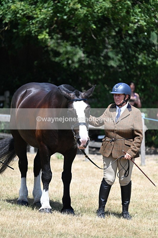 WJ7_2413 - Class 5a Most Handsome Gelding in hand (above 14.2hh)