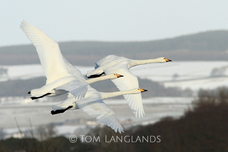 Whooper Swans - Swans and Geese