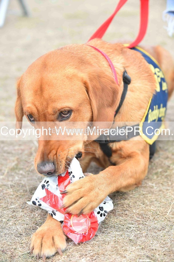 SH4_0169 - Dog show.