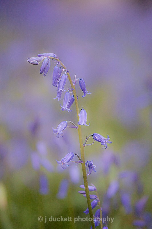single drooping bluebell