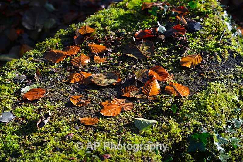 ACP_0279 - Plants